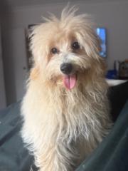 Carmen Allen The Wedding Sewer