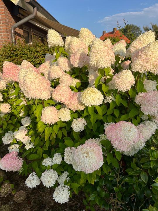 Manuela Fouquet-Freeman