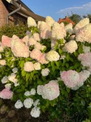 Manuela Fouquet-Freeman