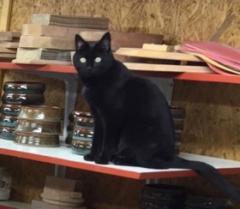 Panther Kitty