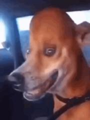 Aleksas Jazukevicius