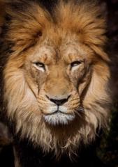 Carlos arturo Correales guzman