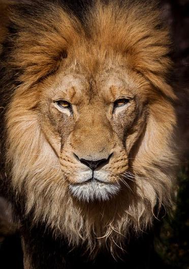 Carlos arturo Correales guzman