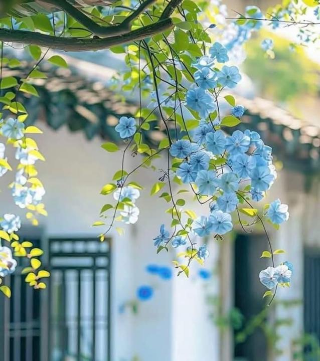 Quốc đại Nguyễn