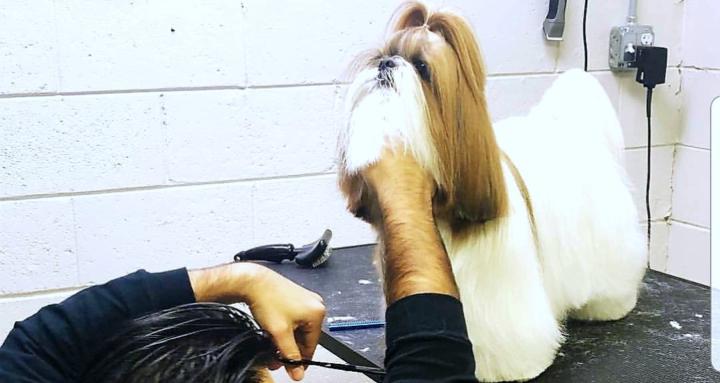 New Mind Dog Grooming