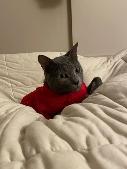 Lulu 余