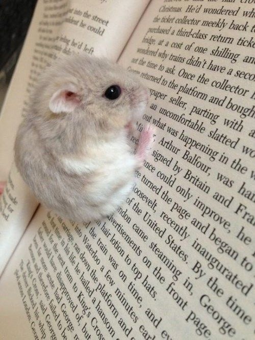 Mariangel Cartagena sierra