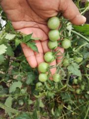 Mariana González Mosqueda