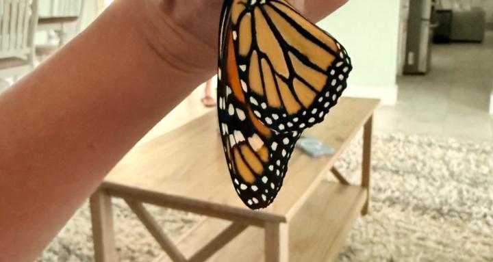 Butterfly fostering