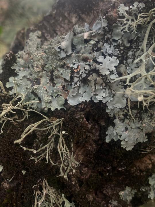 Marie Van den Broeck