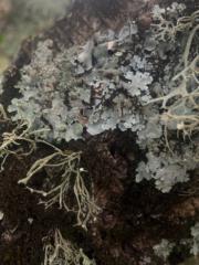 Marie Van den Broeck