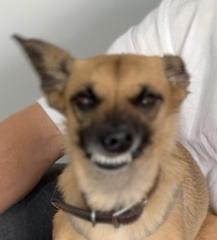 Julia Strauß-Barriga