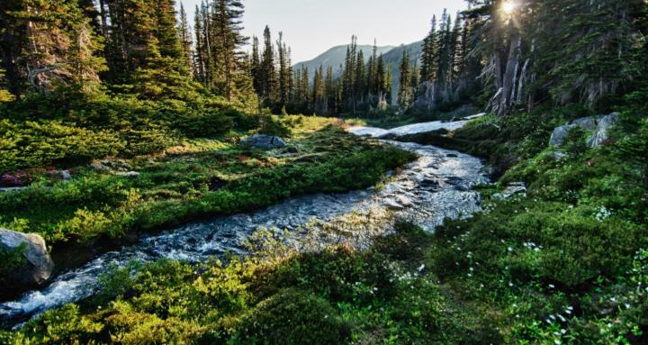 Nurture In Nature Experience