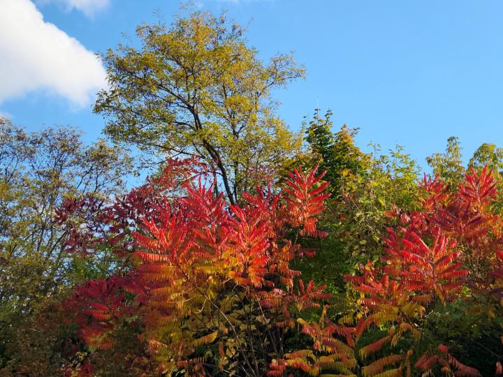 Bitten Thomsen Ballais