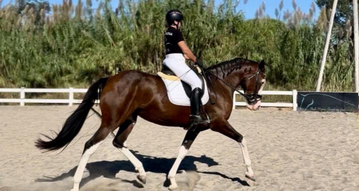 Fundamentos del jinete