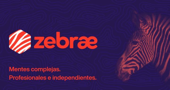 zebrae