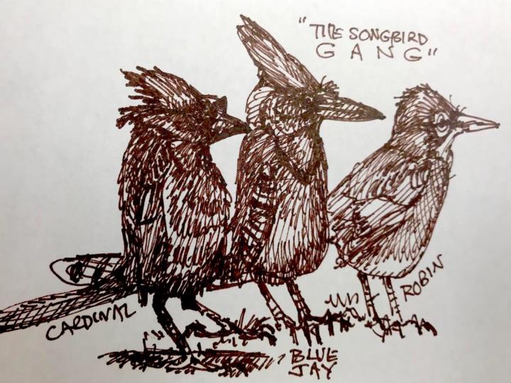 A Songbird Gang