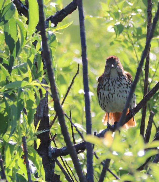 What's your favorite bird, and why? 