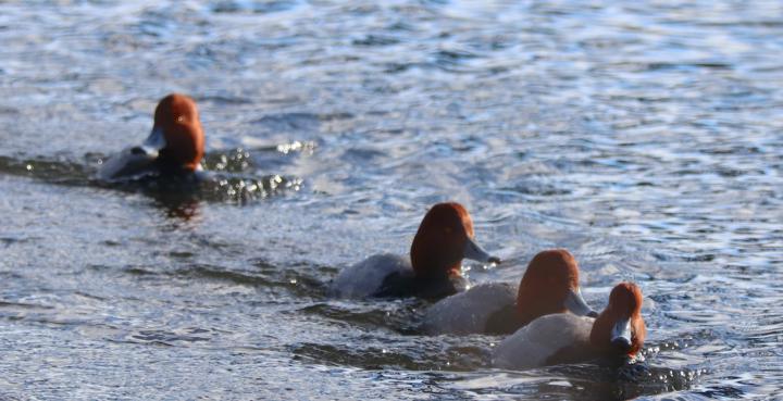 You gotta love redheads