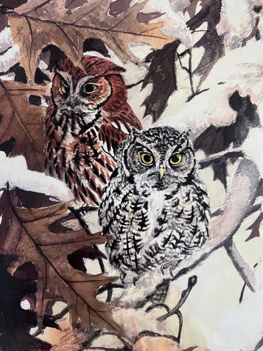 Owls teach us how to camouflage