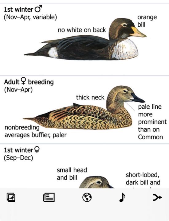 All the Ducks In North America