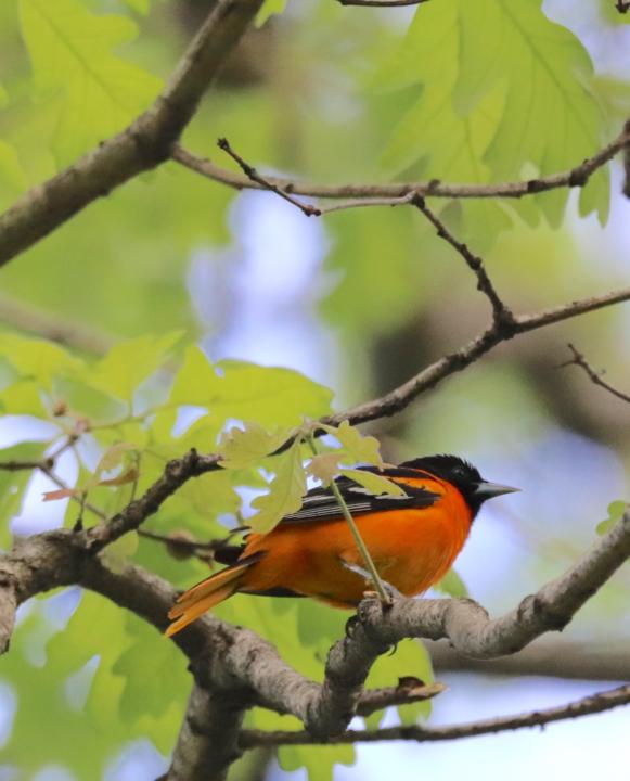 When the orioles go quiet
