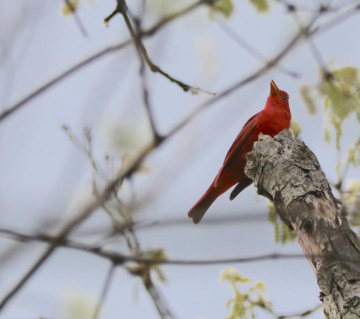 Summer tanager singing its way into existence