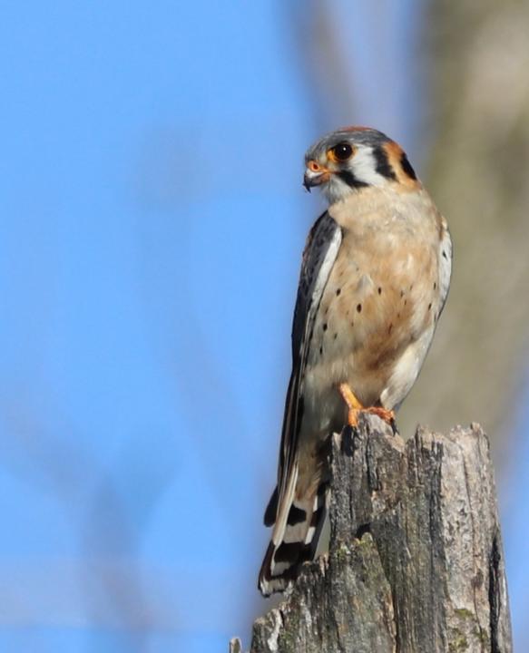 Kestrel time(s)