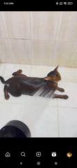 Aggelos Ak