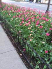 Monique Jean-Baptiste