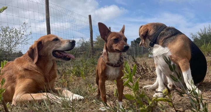 Canine Psychology