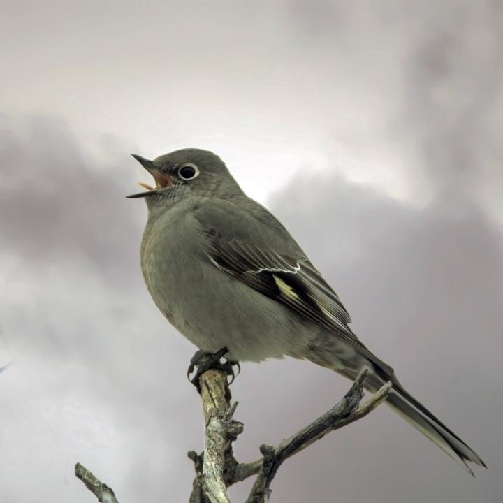 Townsend's Solitaire sings all winter