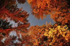 Maria Soledad Garnica