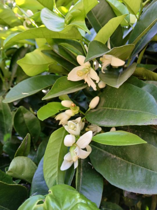 Mónica Scassa Harari