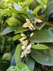 Mónica Scassa Harari