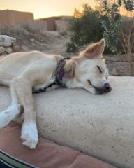 Sharon Lalush alhadeff