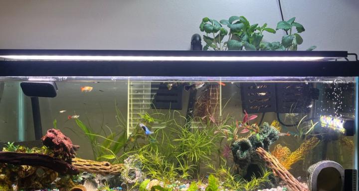 Fish and friends