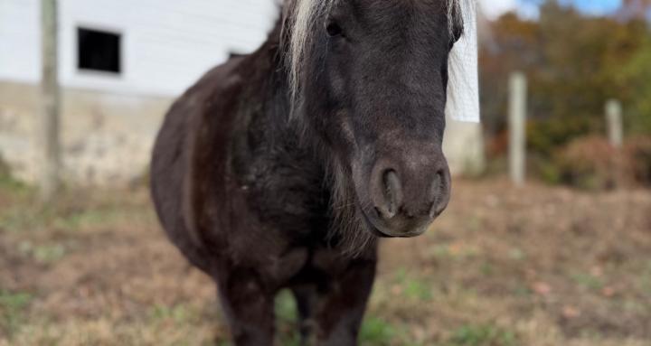 Ultimate Garden and Homestead