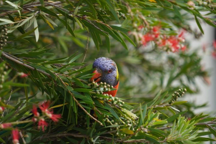 First photo here in this Group.