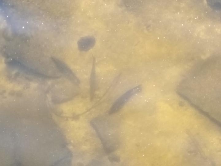 Snook just chilling!!