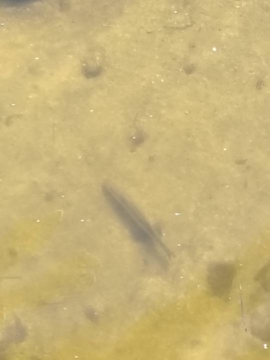 40"+Snook hanging in the shallows under the bridge