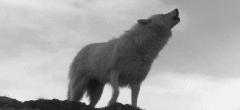 Erik Wolf