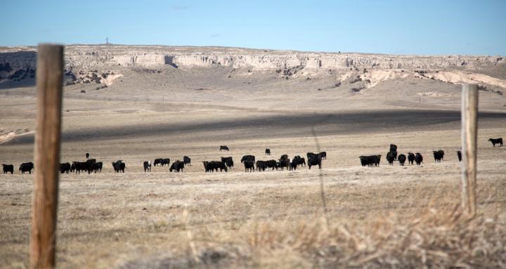 Bear Mountain Beef