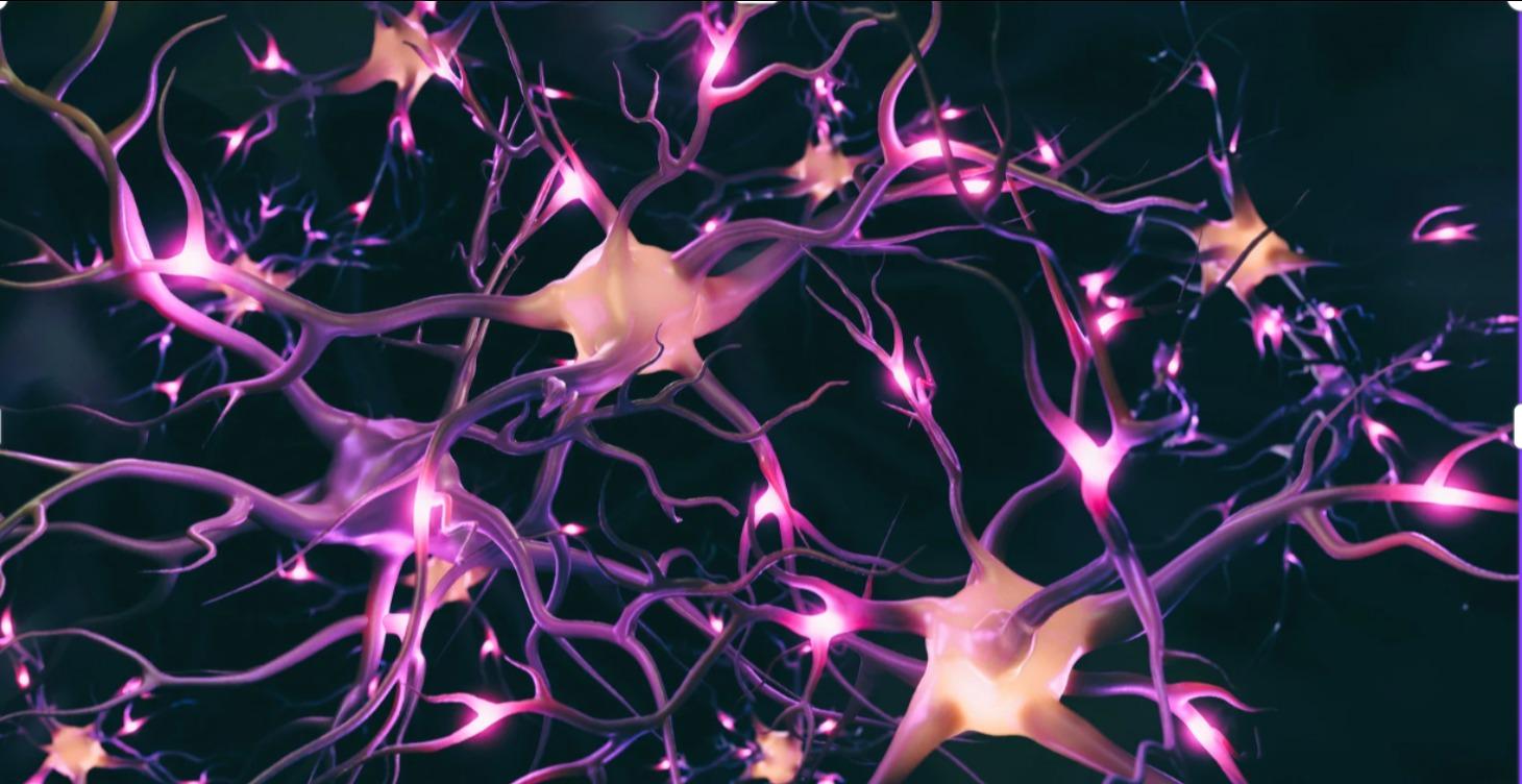 The Nervous System Foundation