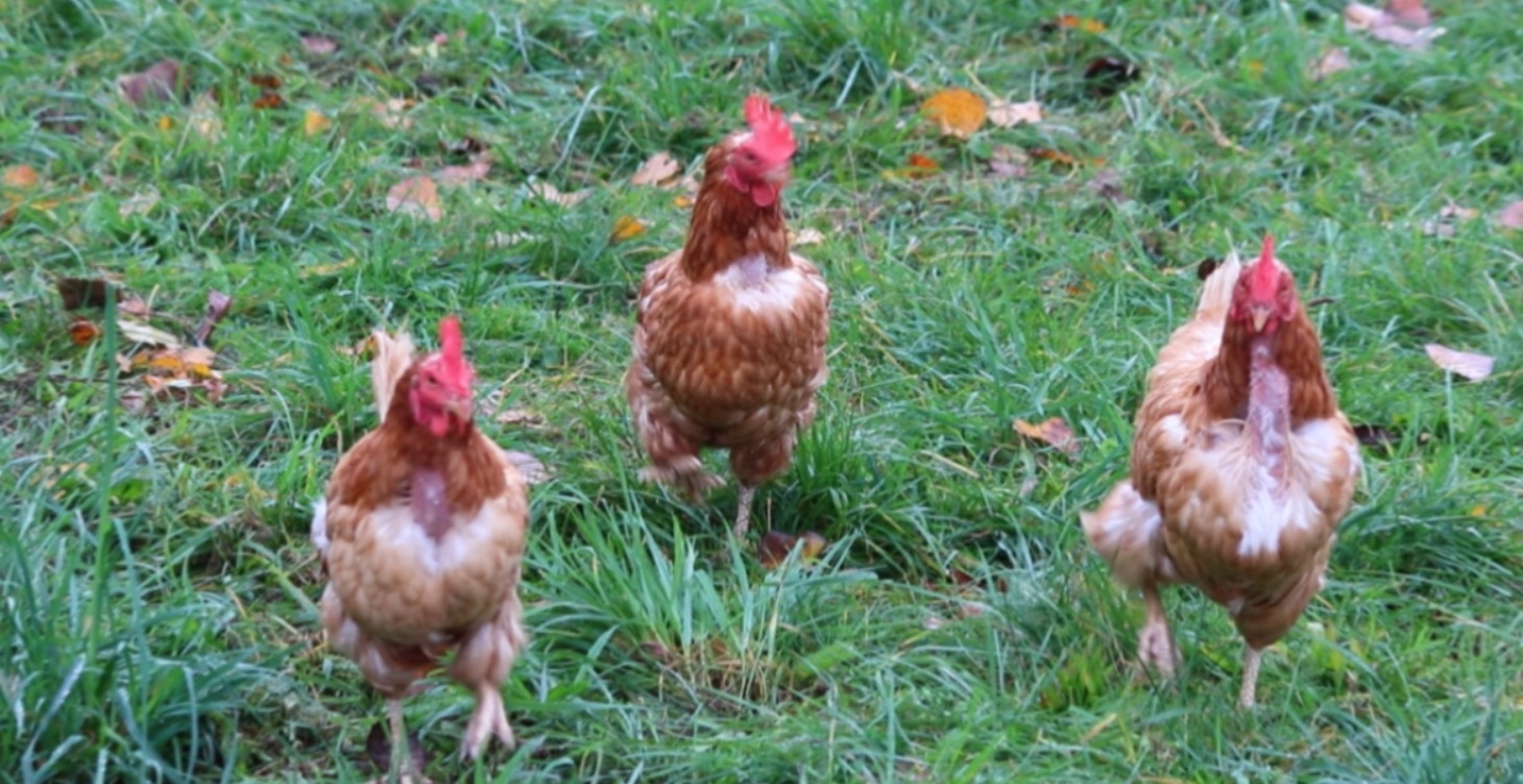 Raising Chickens Crash Course