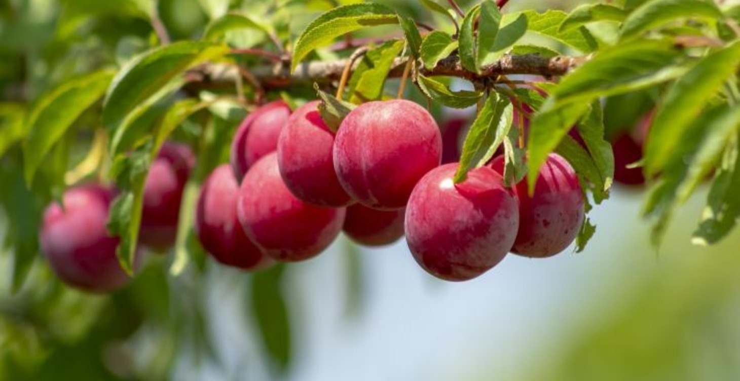 How to Prune Stone Fruit Trees