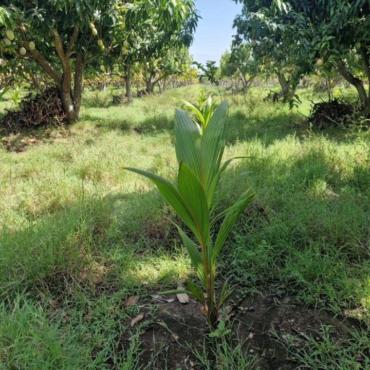 Francisco Alejandro Sanchez Florian