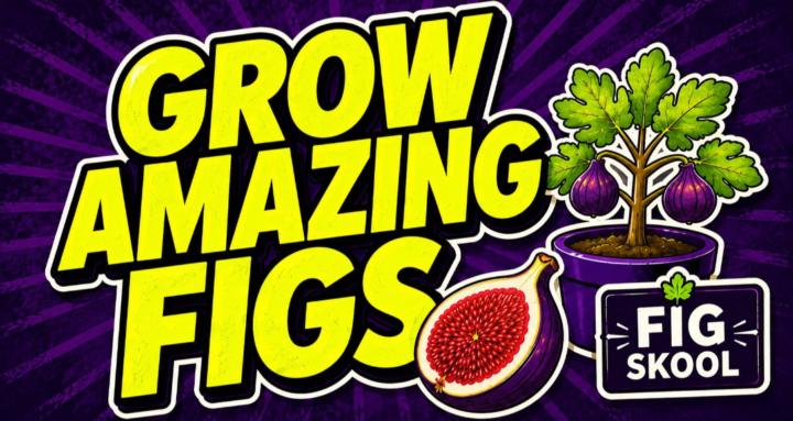 Fig Skool