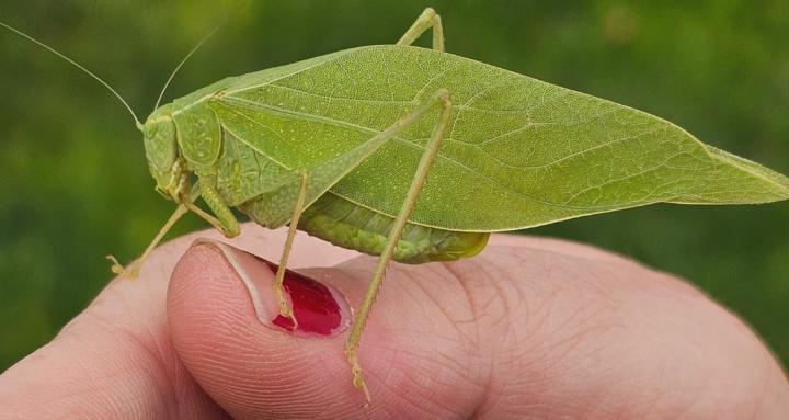 SusieQues Photography Club