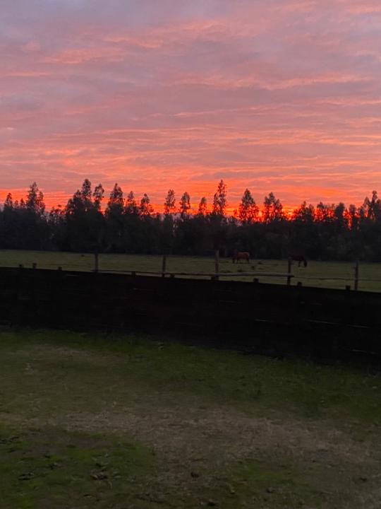 Ricardo Valderrama Veloso